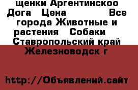 щенки Аргентинскоо Дога › Цена ­ 25 000 - Все города Животные и растения » Собаки   . Ставропольский край,Железноводск г.